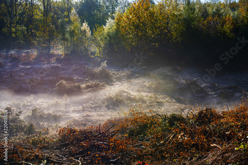 Morning mist in the wood 