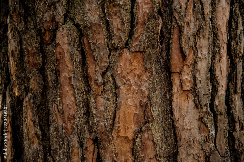 Textured background of a naturally ornate tree bark in the fall forest Textured background of a naturally ornate tree bark in the fall forest