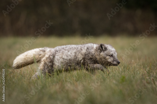 Cute young grey polar fox playing on a meadow. Jumping, running, having fun.