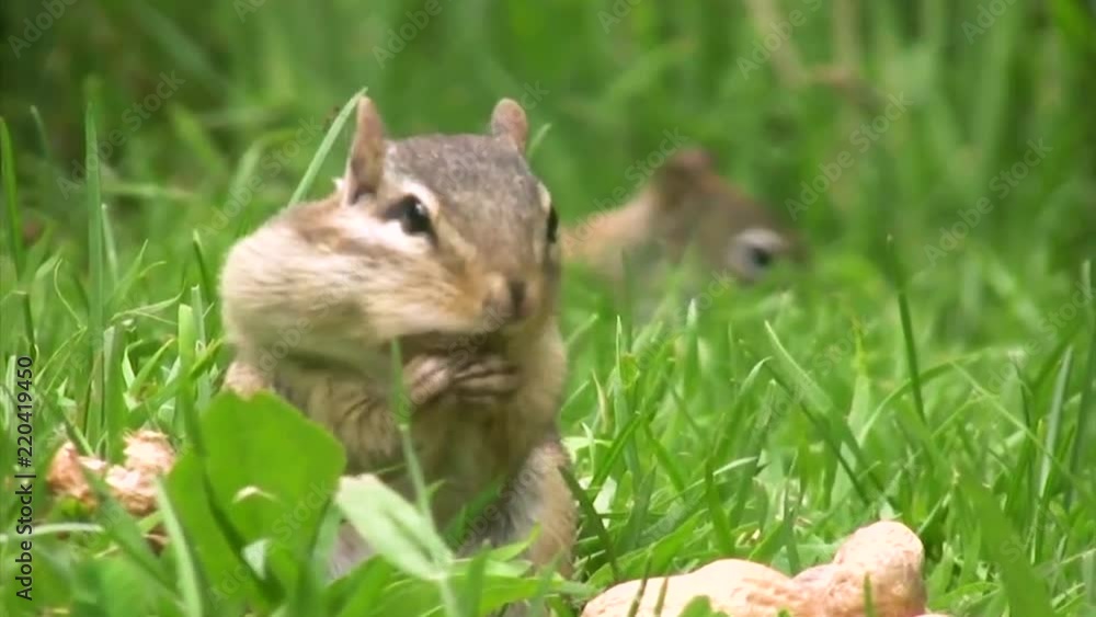 Closeups of Chipmunks stuffing peanuts into their mouths Closeups of Chipmunks stuffing peanuts into their mouths