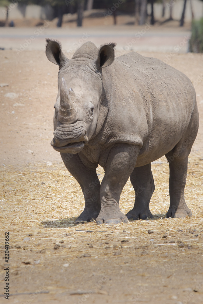 Obraz premium great funny rhino stands alone