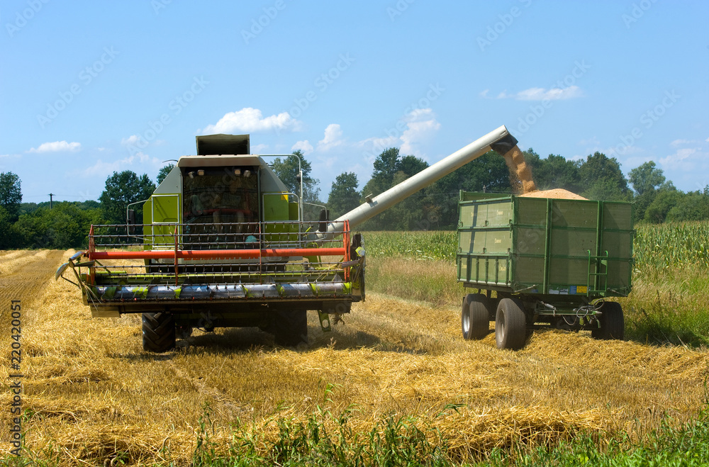Obraz premium Harvesting grain