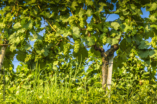 Grapes in vineyard in the Wachau, Austria. Europe