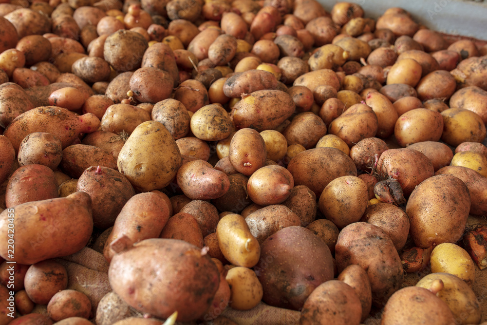 Potato harvest in the cellar as a background Potato harvest in the cellar as a background