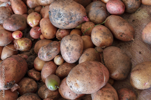 Potato harvest in the cellar as a background