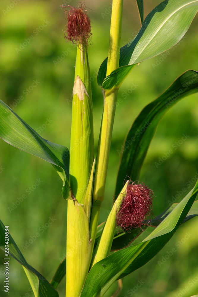 Fototapeta premium Corn on a plant in the garden