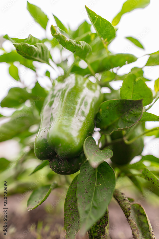 Green bell pepper on the plant in the garden Green bell pepper on the plant in the garden