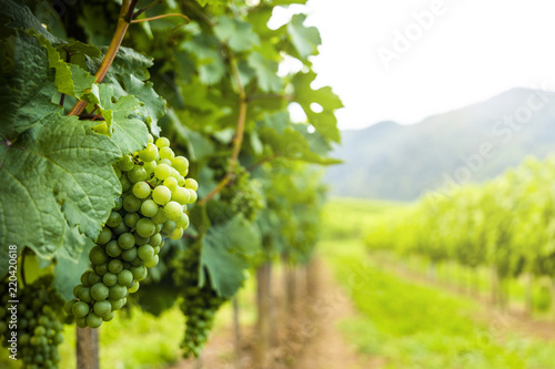 Wallpaper Mural Grapes in vineyard in the Wachau, Austria. Europe Torontodigital.ca