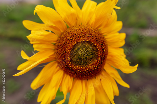 Yellow sunflower flower on nature as background
