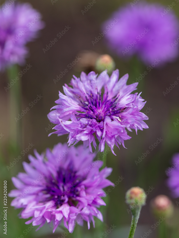 Beautiful violet flower growing in the park Beautiful violet flower growing in the park