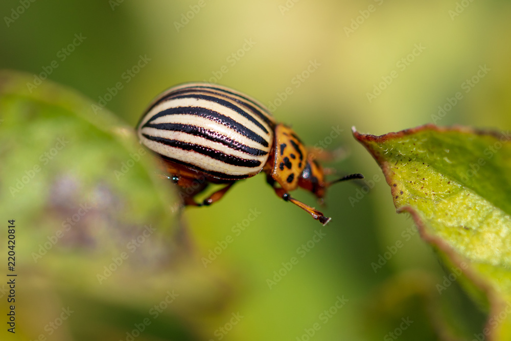 Colorado beetle on the leaves of potatoes Colorado beetle on the leaves of potatoes