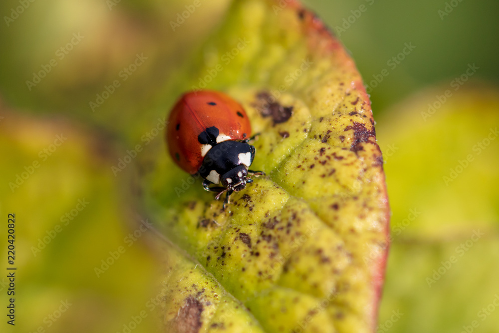 Colorado beetle on the leaves of potatoes Colorado beetle on the leaves of potatoes