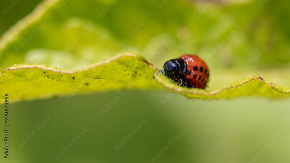 Fototapeta premium Colorado beetle on the leaves of potatoes