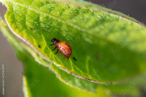Colorado beetle on the leaves of potatoes
