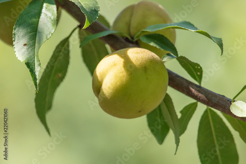 Peach on the branches of a tree
