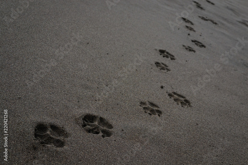 dog tracks in the sand