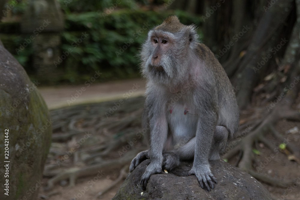 old monkey sitting on a stone in the monkey forest in ubud bali indonesia