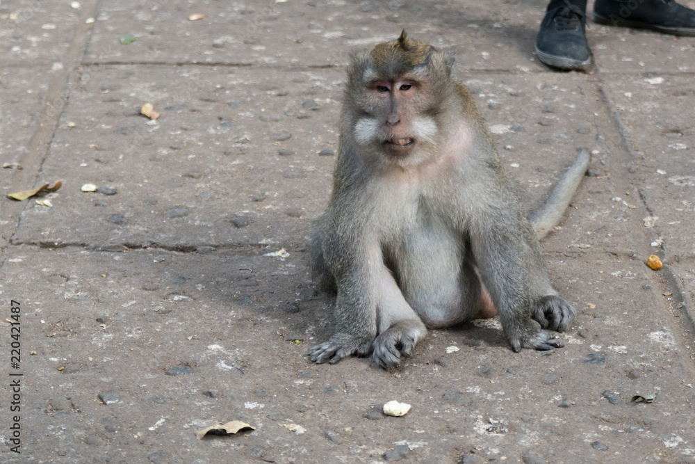 old fat monkey sitting on the ground in the monkey forest in ubud bali indonesia old fat monkey sitting on the ground in the monkey forest in ubud bali indonesia