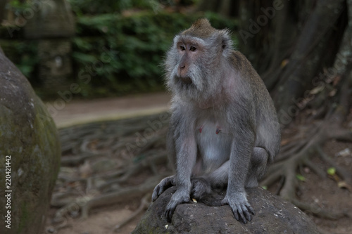 old monkey sitting on a stone in the monkey forest in ubud bali indonesia © chrislhasl
