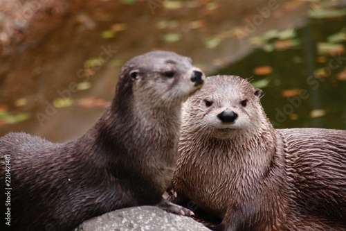 Two otters sitting together. One looking directly into camera, the other staring into distance