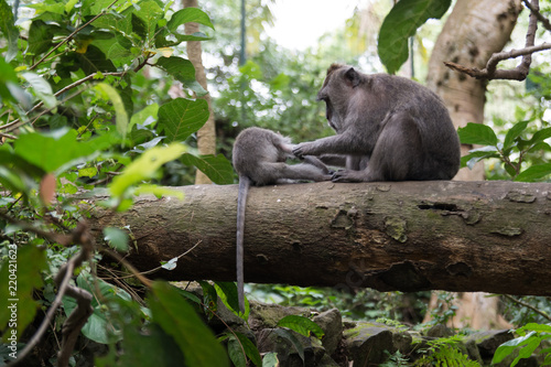 Bilde på lerret a mother monkey delouse her baby sitting on a tree in the monkey forest in ubud
