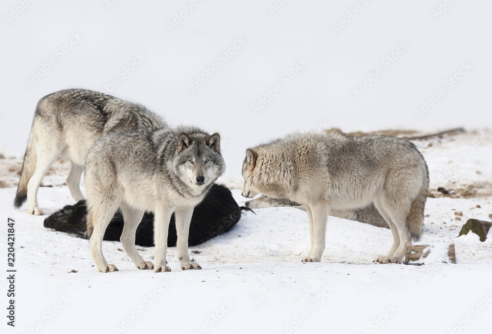 Timber wolves or Grey wolves (Canis lupus) feeding on wild boar carcass in Canada