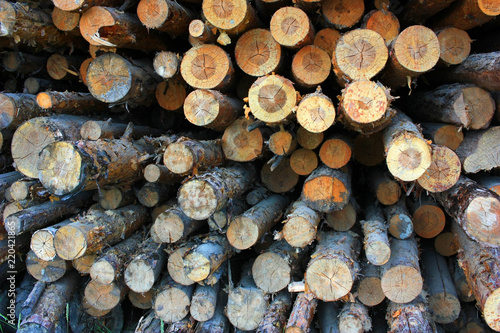 Logs in the sawmill