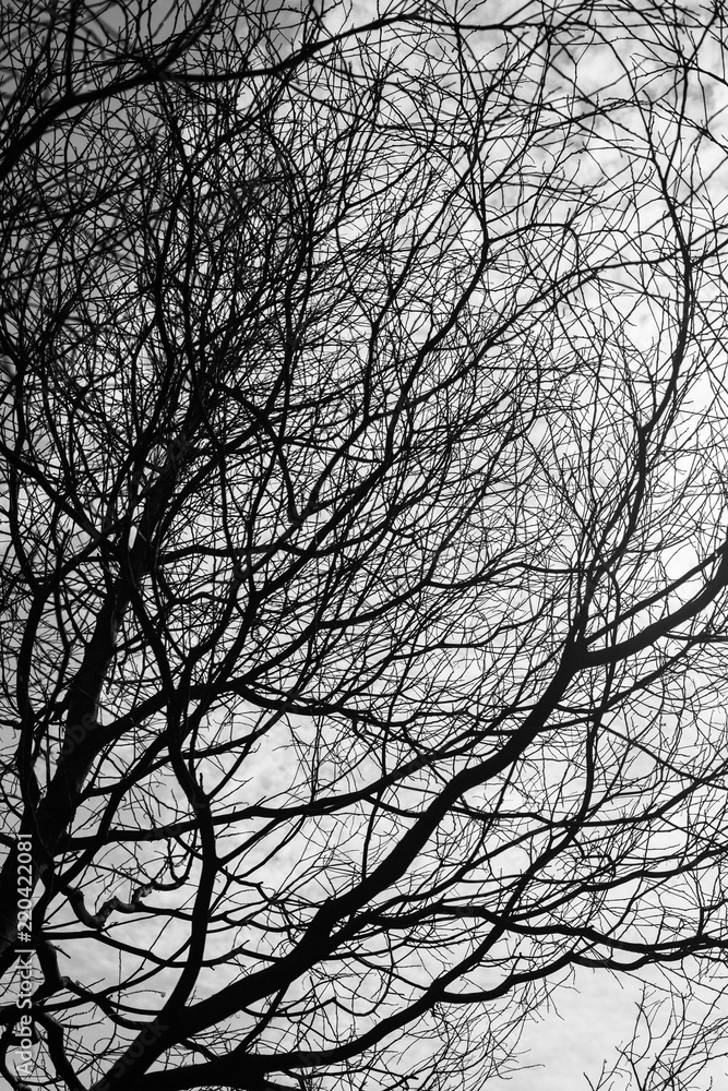 Dry branches Dry branches