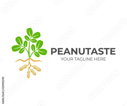 Plant peanuts grow in the ground with underground fruits, logo design. Organic and natural food, agriculture, agricultural, farm and nature, vector design and illustration