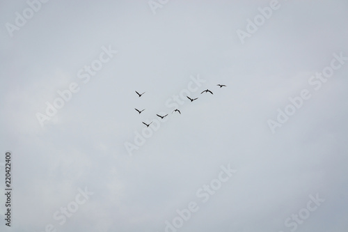 Wallpaper Mural birds flying in the shape of v Torontodigital.ca