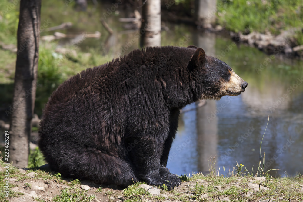 Fototapeta premium Black bear (Ursus americanus) sitting in the forest in autumn in Canada