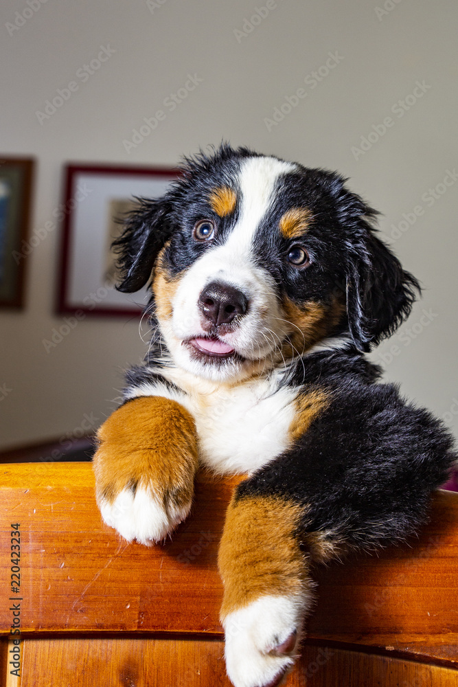 Portrait of a bernese puppy at home