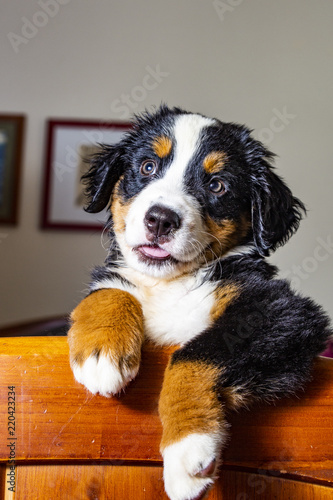 Portrait of a bernese puppy at home