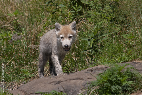 A lone Timber wolf or grey wolf (Canis lupus) pup sitting on a rocky cliff in summer in Canada