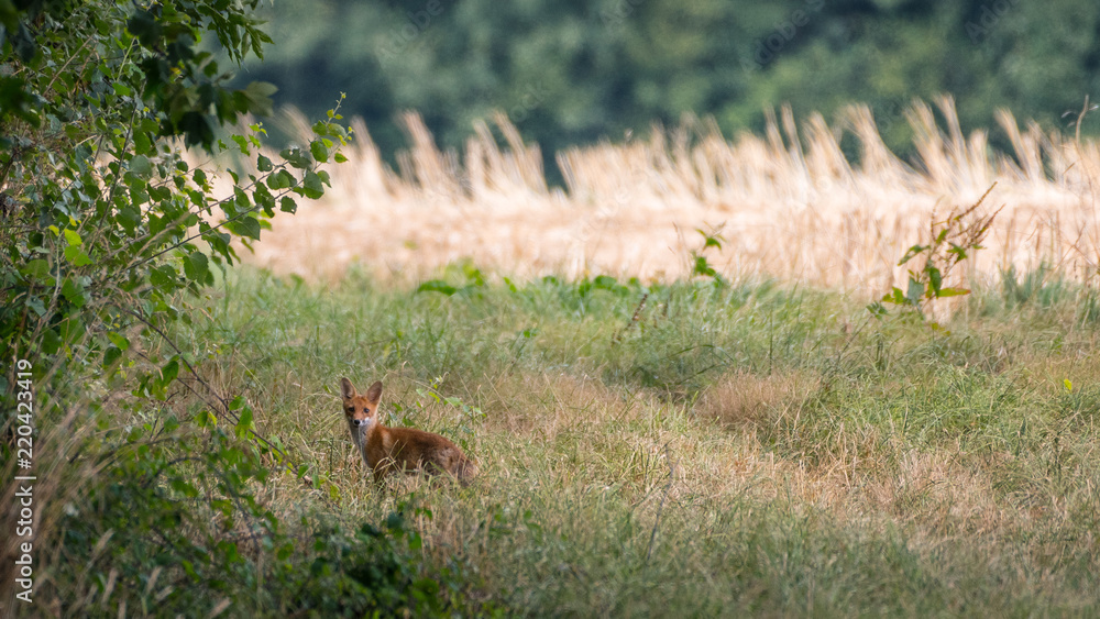 jeune renard en lisière de bois jeune renard en lisière de bois
