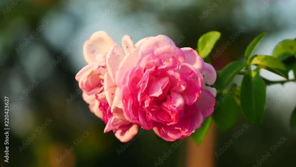 pink red rose isolated plant detail shot with strong sun in summer pink red rose isolated plant detail shot with strong sun in summer