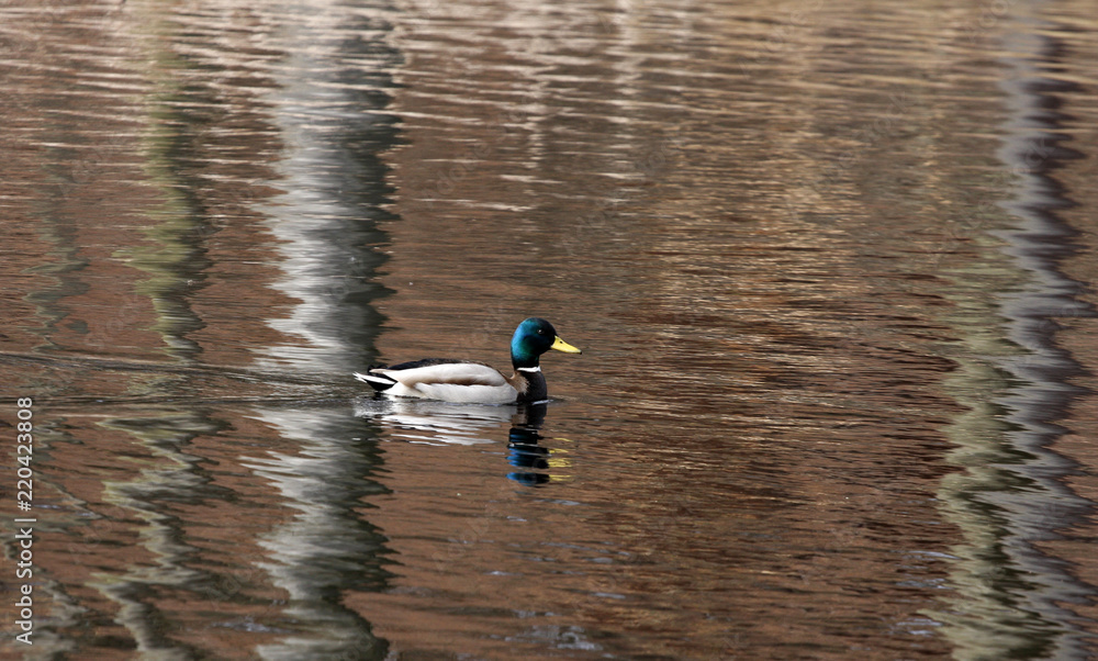 Ducks Ducks
