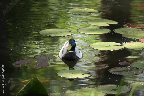 Ducks