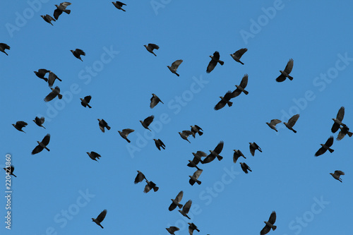 Birds flying © jeancliclac