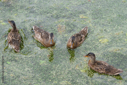 Ducks photo