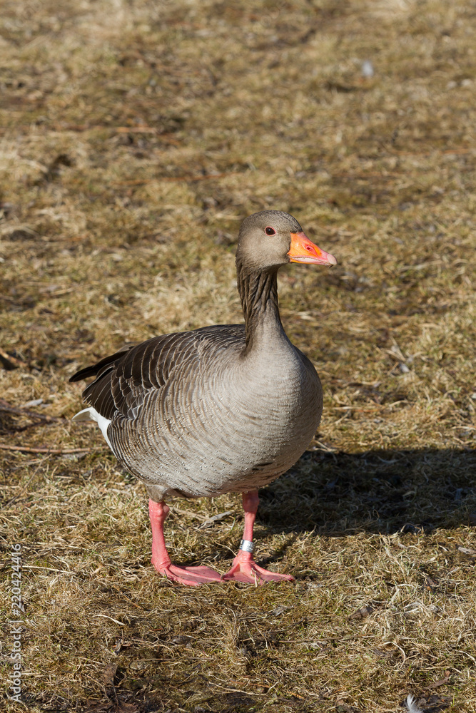 geese geese