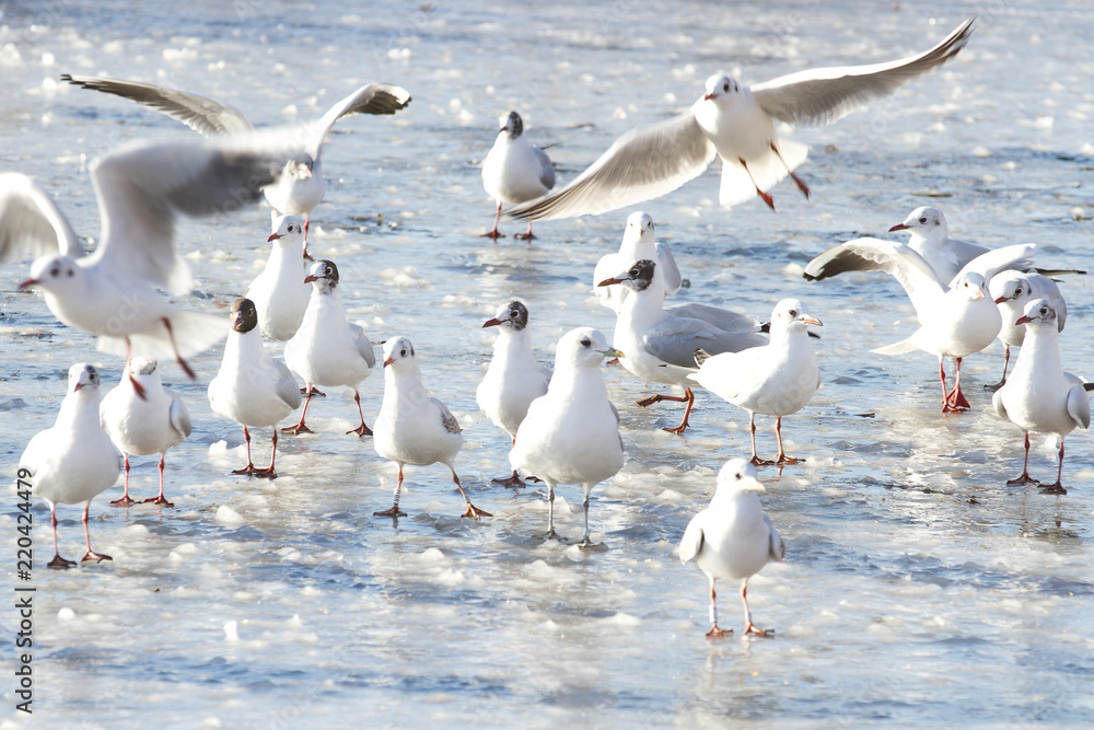 Fototapeta premium Seagull