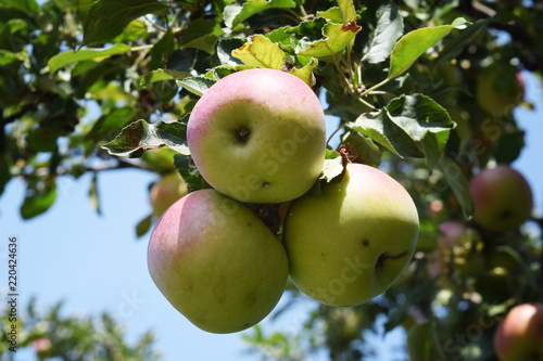 Mature juicy apples hanging on a branch