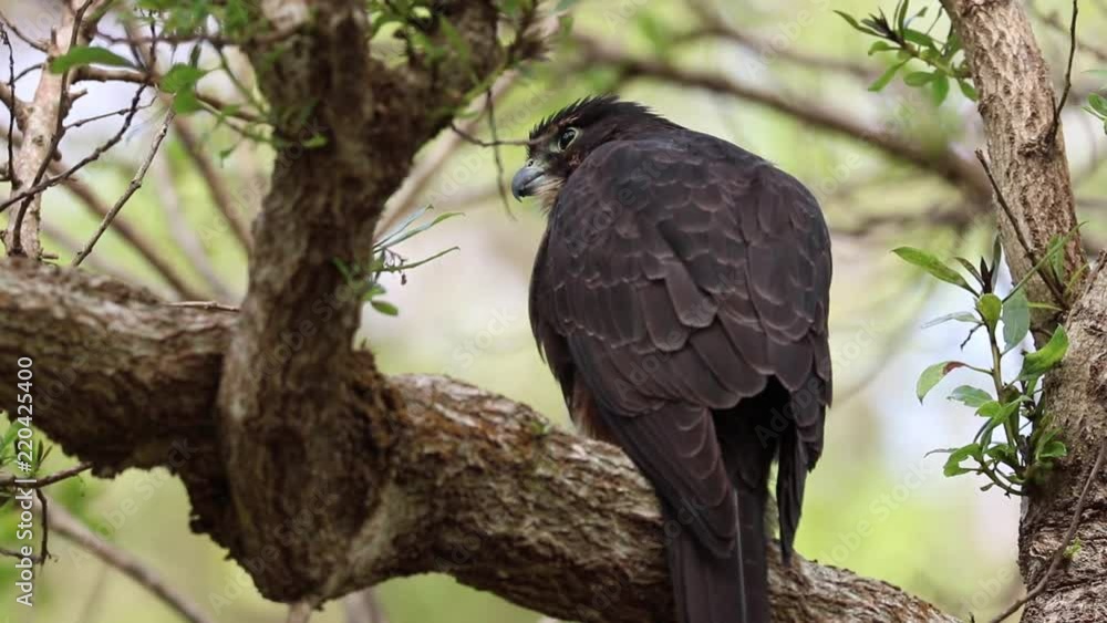 The New Zealand falcon (k?rearea in M?ori, Falco novaeseelandiae) sitting in tree, New Zealand's only falcon. Other common names for the bird are bush hawk and sparrow hawk. The New Zealand falcon (k?rearea in M?ori, Falco novaeseelandiae) sitting in tree, New Zealand's only falcon. Other common names for the bird are bush hawk and sparrow hawk.