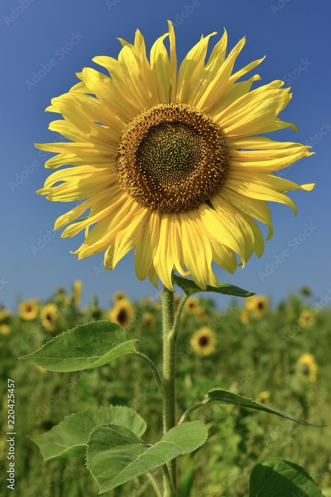 Sunflower field, Jersey, U.K.
Late Summer plant. Sunflower field, Jersey, U.K.
Late Summer plant.