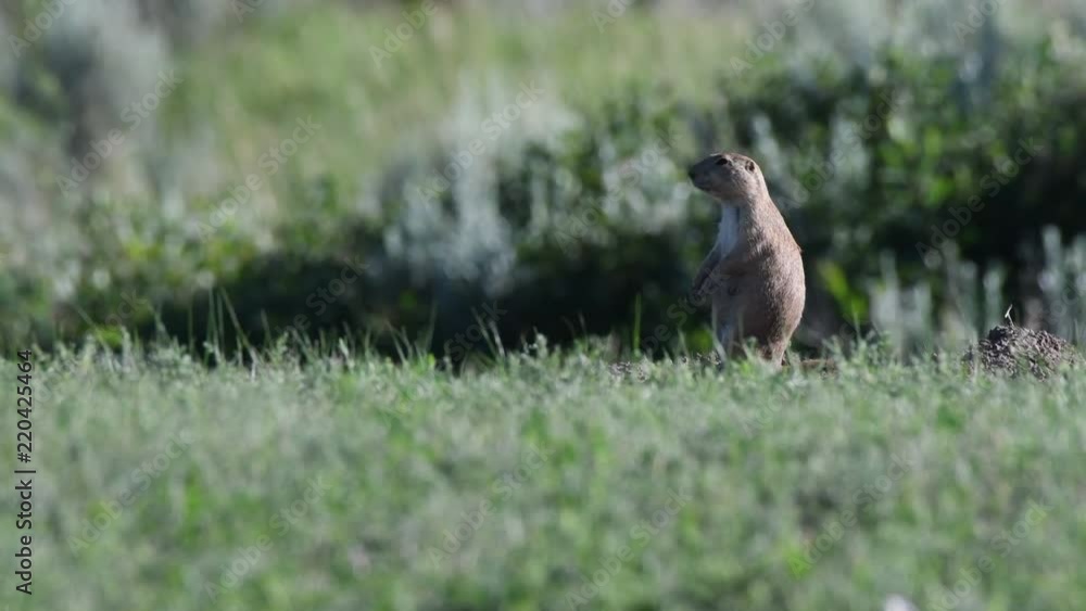 Prairie Dog Stands and Chirps Prairie Dog Stands and Chirps