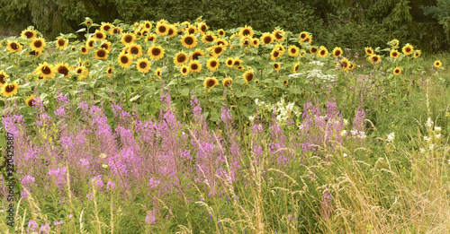 Fototapeta Naklejka Na Ścianę i Meble -  Sonnenblumen