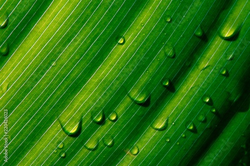 light through leaf with rain