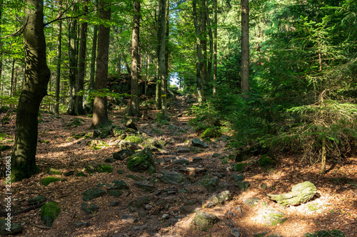 Path in the forest with sunrays and stones in the bavarian forest