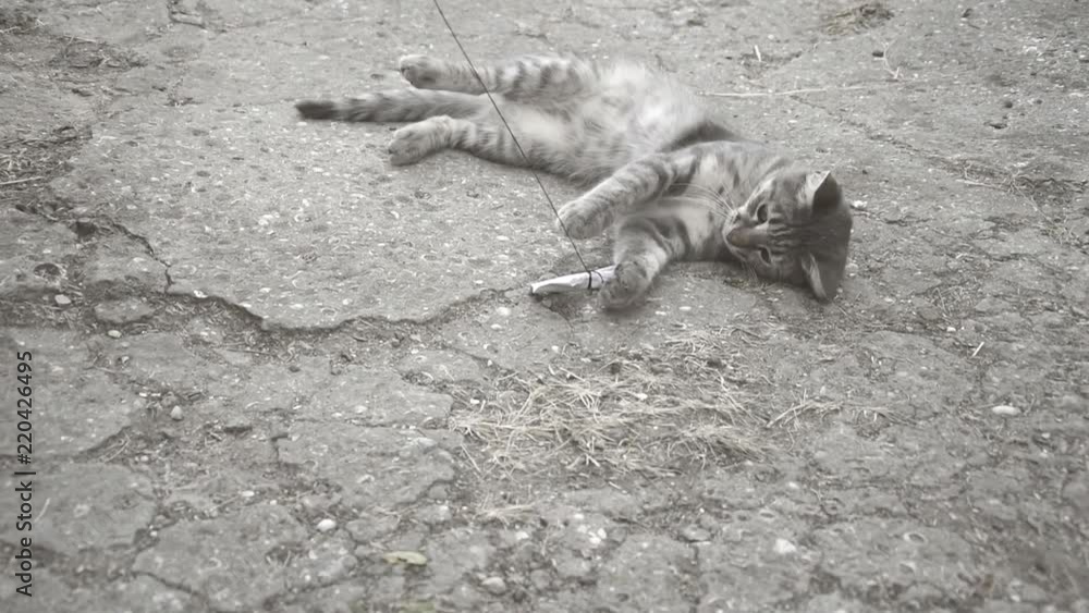 Grey cat playing with paper Grey cat playing with paper